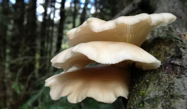 Bukovača