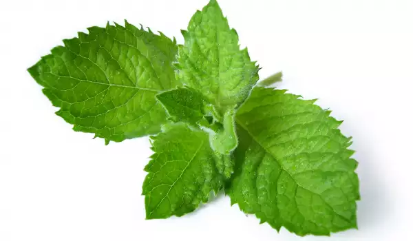 Menta