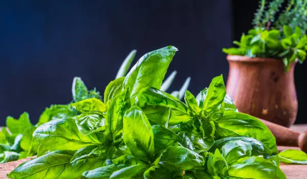 menta