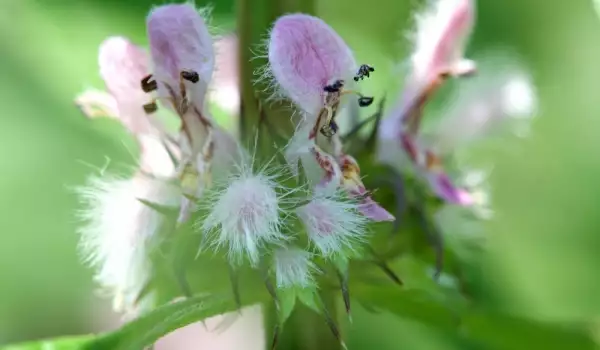 Poklonite sebi zdravlje uz pomoć flavonoida iz ovih lekovitih biljaka