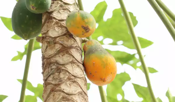 Listovi papaje - kako da ih koristimo