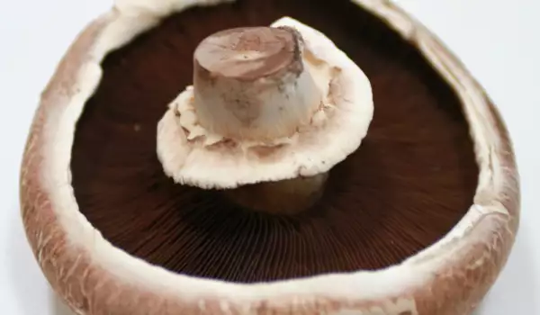 Portibelo