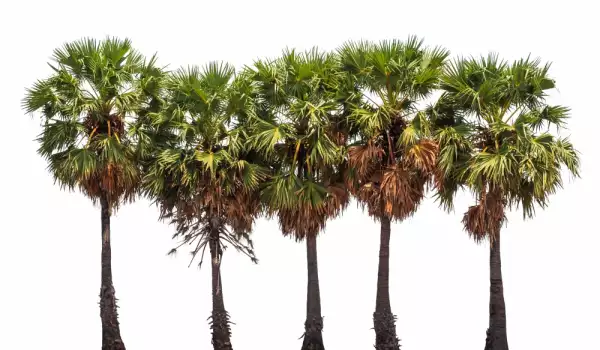 Šećerne palme