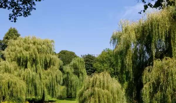 Vrba /Salix/