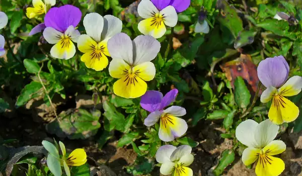 Poklonite sebi zdravlje uz pomoć flavonoida iz ovih lekovitih biljaka
