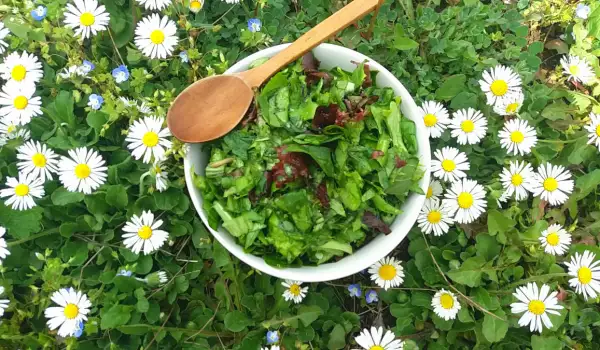 Prolećna salata sa rukolom, maslačkom i Lolo Rosom