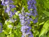 Ajuga