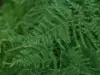 Asparagus