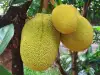 Nangka