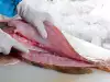 Kako se filetira riba?