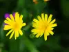 Hieracium