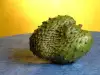Graviola