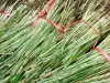 Vetiver