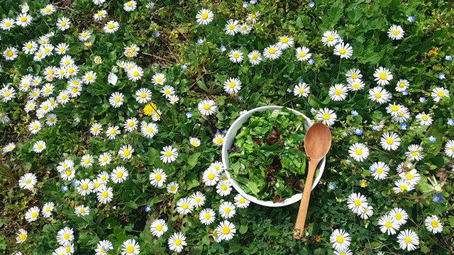 Prolećna salata sa rukolom, maslačkom i Lolo Rosom