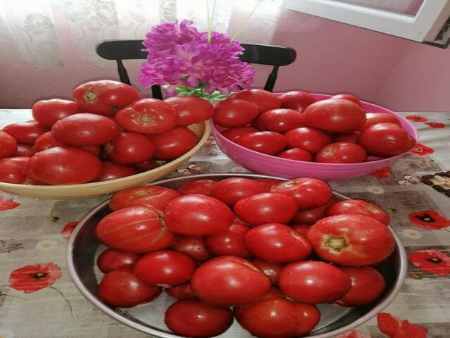 Konzervisan paradajz za zimu